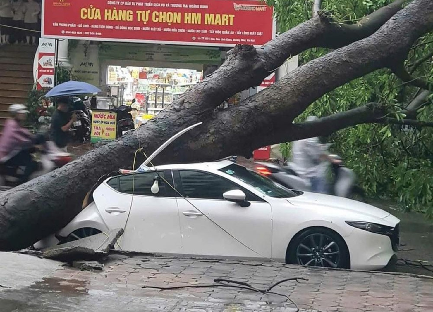Xe bị cây đổ vào có được bồi thường không?